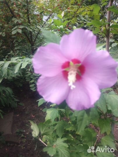 Гибискус садовый (сирийский) сиреневый