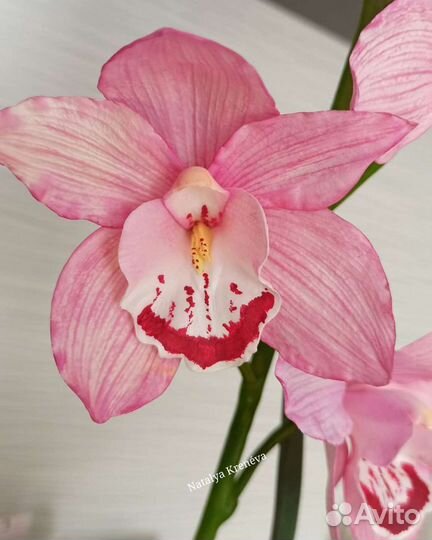 Орхидея Цимбидиум