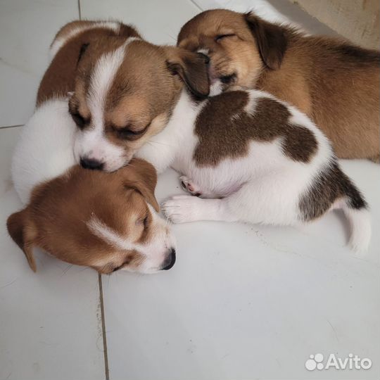 Джек Рассел терьер девочка