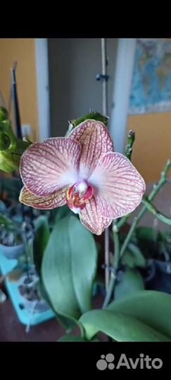 Цветы и растения