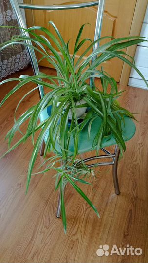 Хлорофитум