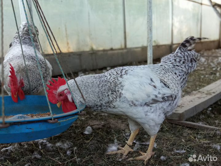 Домашняя птица - Утки и Петухи