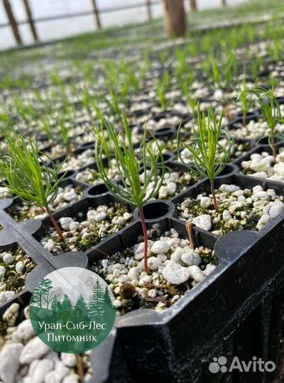 Зкс и окс Сосна Ель Лиственница сеянцы Голуб горн