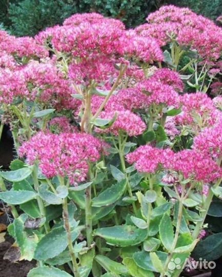 Очиток седум Видный, флоксы и др многолетники