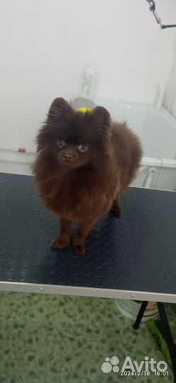 Щенки шпица мини