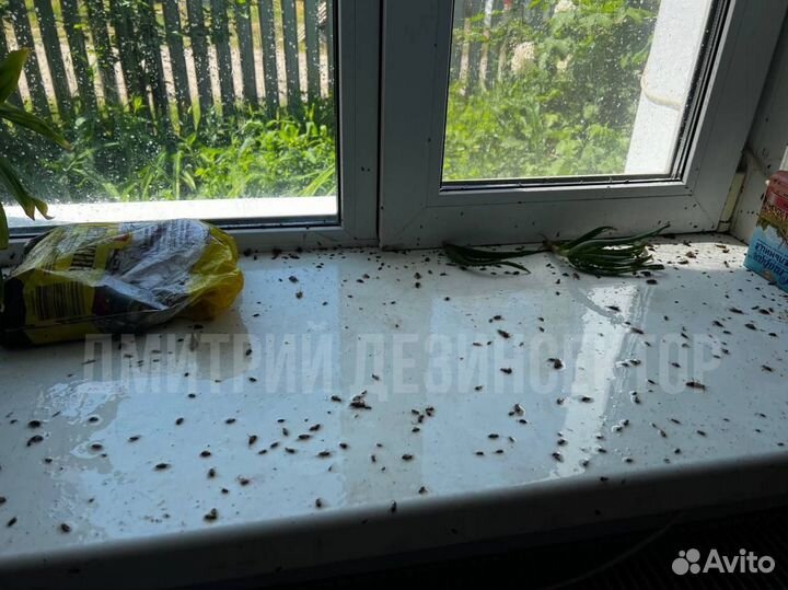 Дезинфекция