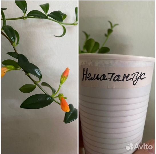 Суккленты Хойи Дисхидии