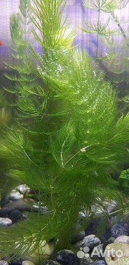 Роголистник