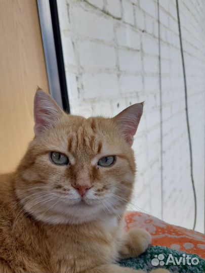 Отдам котика в добрые руки