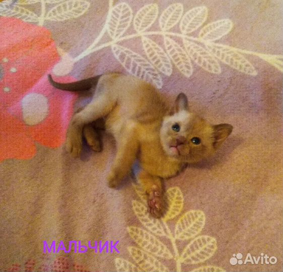 Котята европейской бурмы