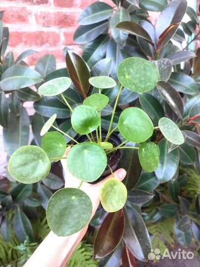 Комнатные растения