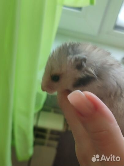 Сирийский хомяк