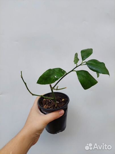 Лимон Керза