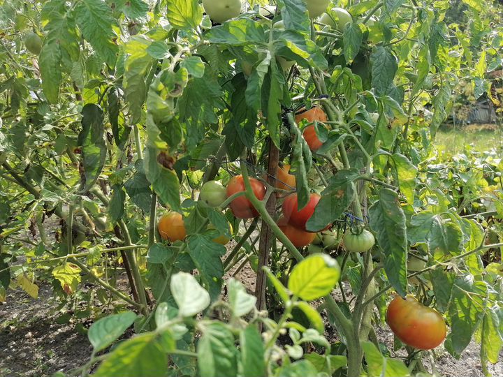 Участок 9,6 сот. (ИЖС)