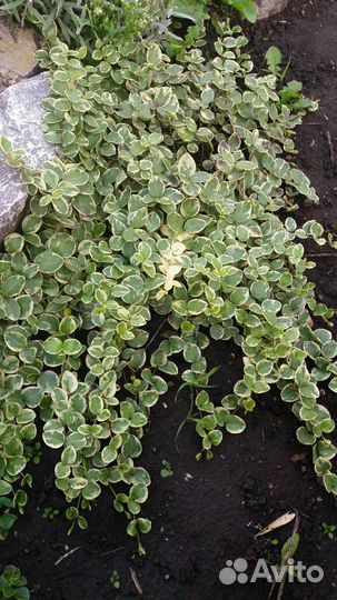 Многолетние цветы. Почвопокровники