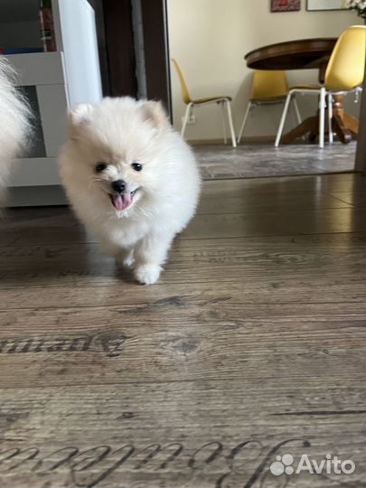 Померанский шпиц