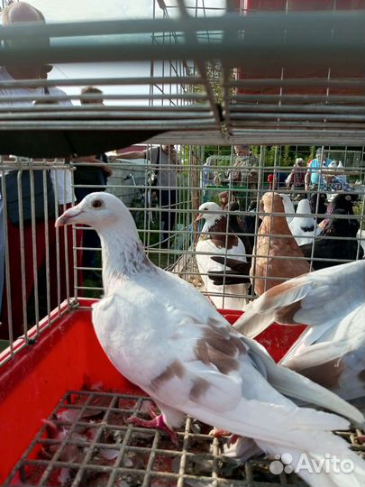 Голубь чех самец