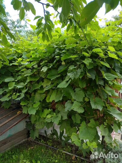 Саженцы винограда Изабелла, очень плодовитый