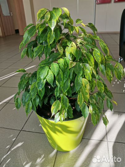 Фикус бенджамина