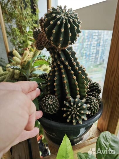 Кактусы и суккуленты