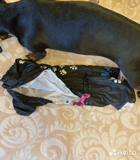 Комбинезон для таксы