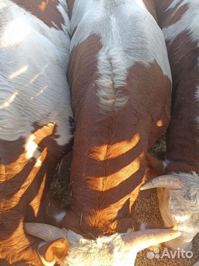 Быки на мясо живым весом