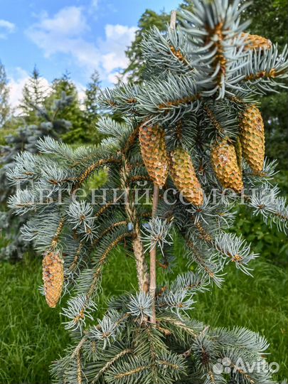 Семена голубой ели
