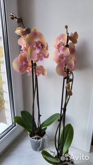Орхидея фаленопсис биг лип персиковый новинка