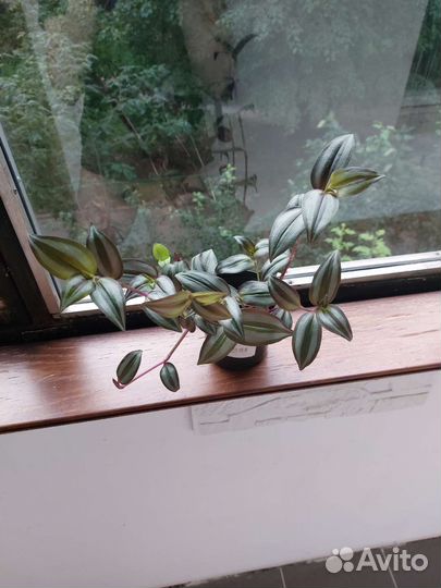 Традесканция зебрина