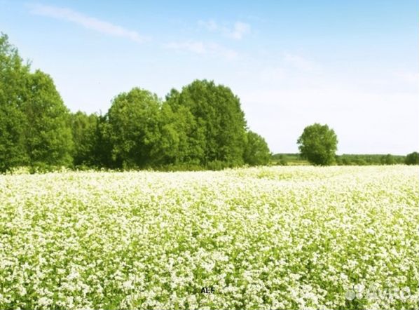 Мёд 2024 года Алтайский оптом