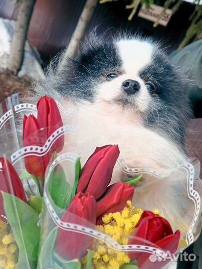 Померанский шпиц вязка