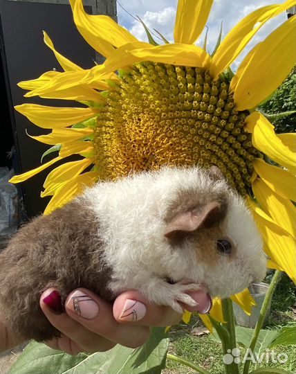 Морские свинки американский тедди