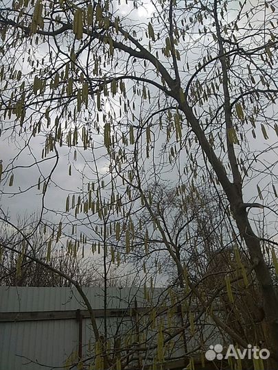 Фундук зимостойкий