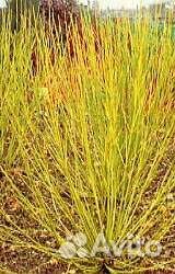 Дерны декоративные, Бересклет, саженцы