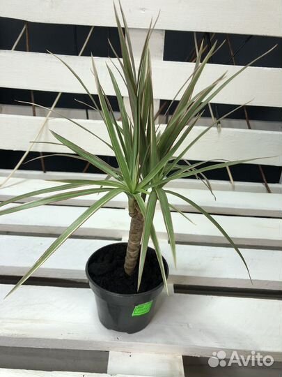 Драцена Маргината, Маргината Биколор, Draco