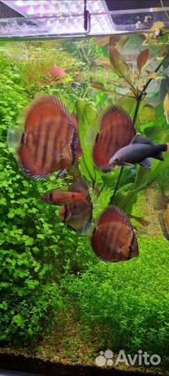 Продажа дискусов