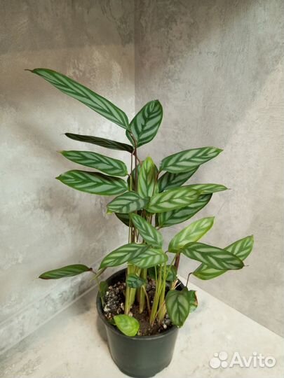 Калатея, Сансевиерия, Фикус Бенджамина, кактусы