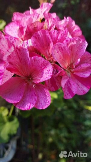 Пеларгонии, толстянка