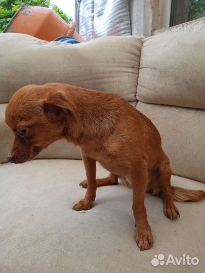 Миниатюрная собачка в добрые руки