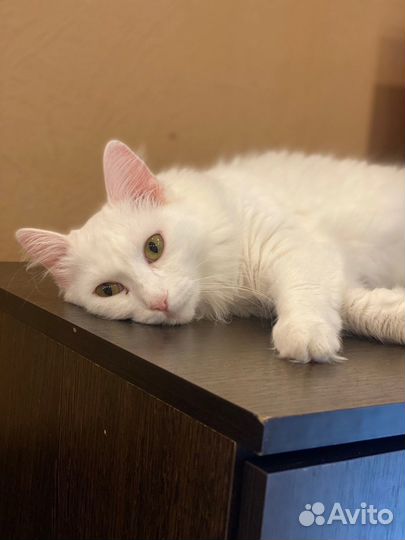 Турецкая ангора