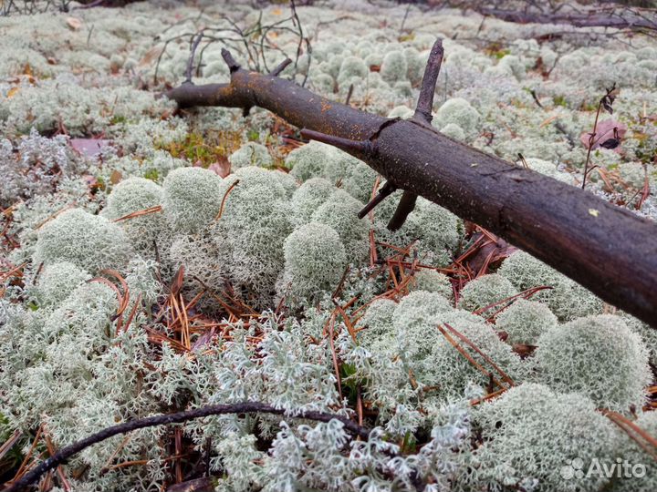 Мох ягель кг, литрами, метрами