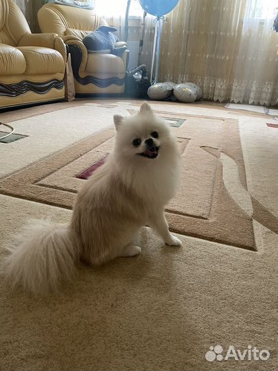 Померанский шпиц мини девочка вязка