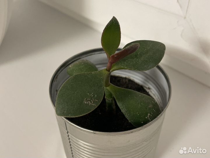 Денежное дерево толстянка