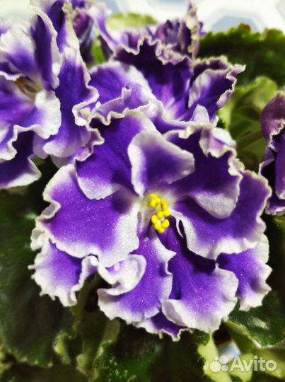 Укорененные листики фиалки