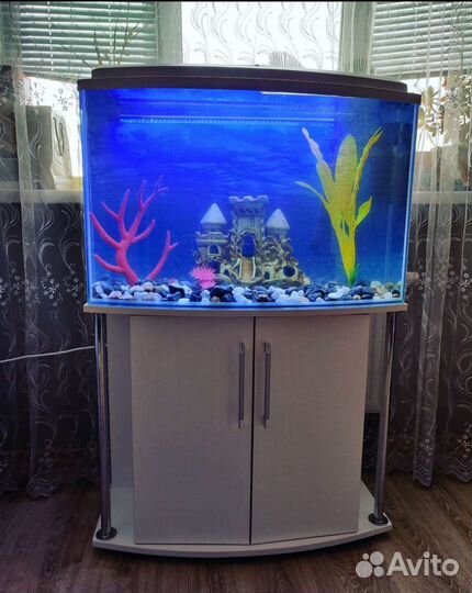 Аквариумы, оборудование, декорации, рыбки