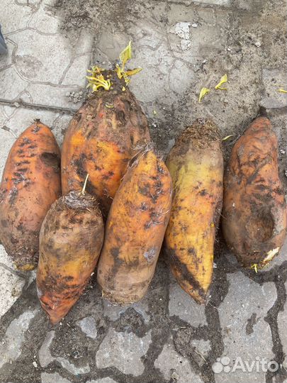 Свекла кормовая, картошка