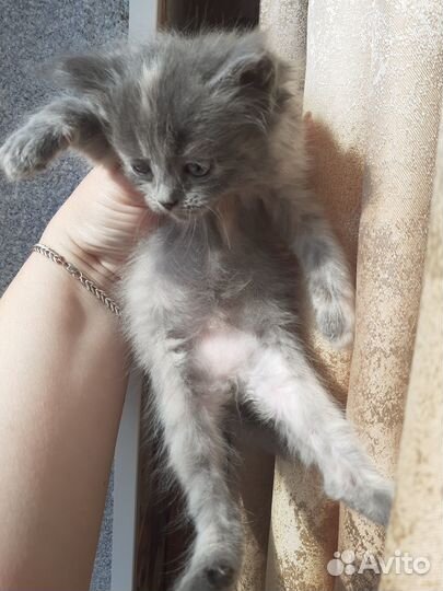 Котята в добрые руки мальчики и девочки