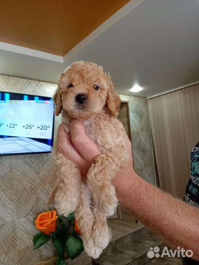 Щенки той пуделя