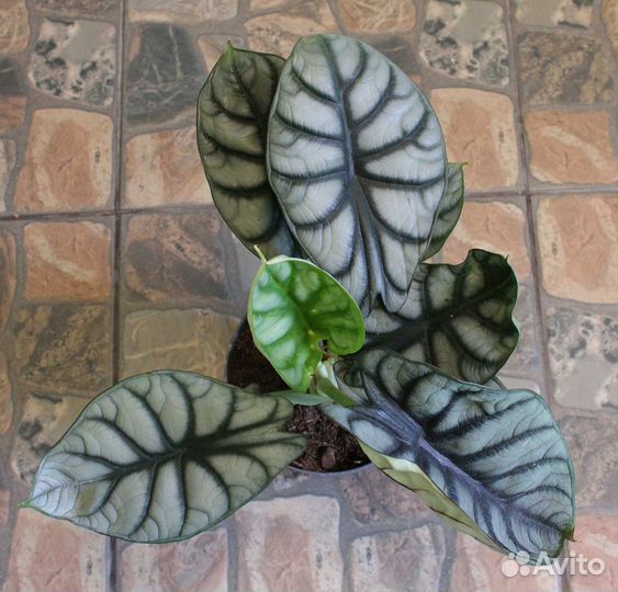 Алоказия Шкура дракона