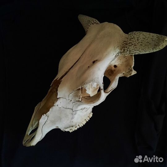 Череп коровы